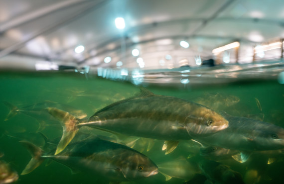 2023 09 RAS AQUACULTURE HI RES  DSC6260 Enhanced NR
