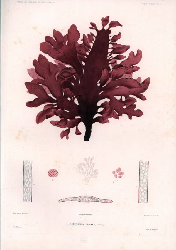 Original plate drawn by Montagne in 1845 of Rhodymenia ornata