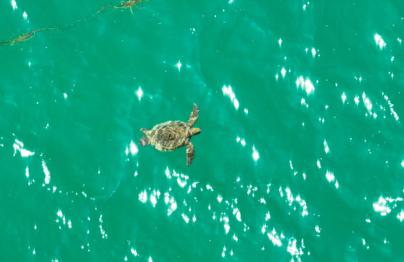 2025 01 broll Turtle survey credit MV Erdmann Conservation International Still002