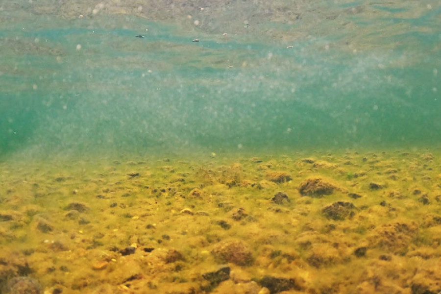 2025 02 GOLD CLAM LARVAE   c