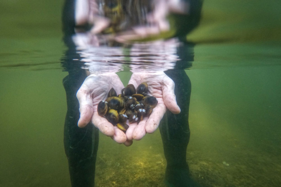 2025 04 GOLD CLAMS   c