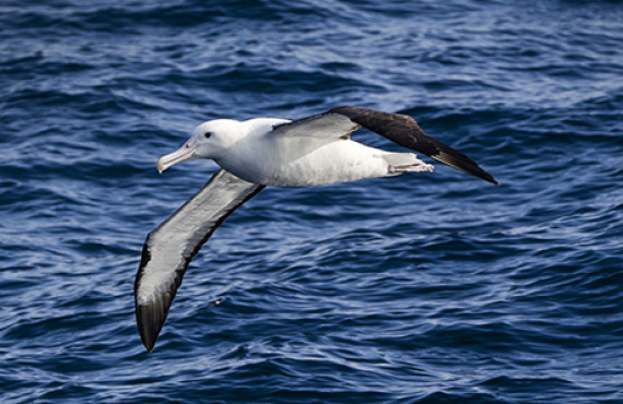 Healthy Oceans ESNZ