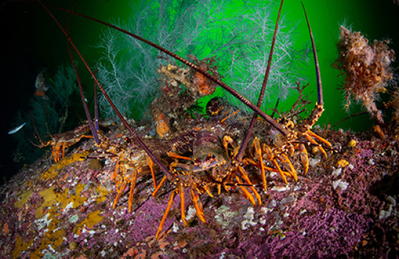 Wild fisheries ESNZ
