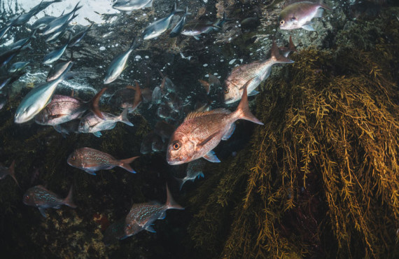 snapper marine heatwave