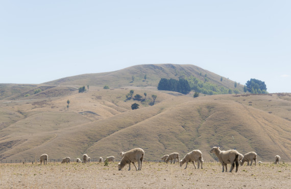 wairarapa drought 2013 dsc 1238 credit dave allen niwa