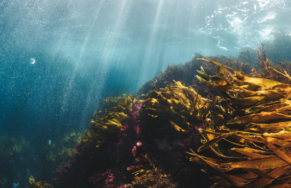 Healthy oceans CR